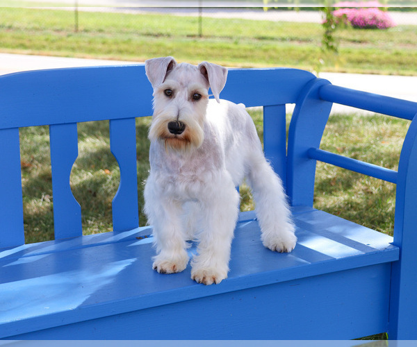 Medium Photo #2 Schnauzer (Miniature) Puppy For Sale in SYRACUSE, IN, USA