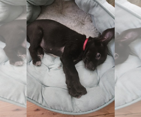 Medium Photo #4 Chihuahua Puppy For Sale in SAINT CHARLES, MO, USA