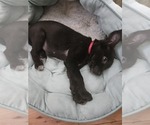 Small #3 Chihuahua