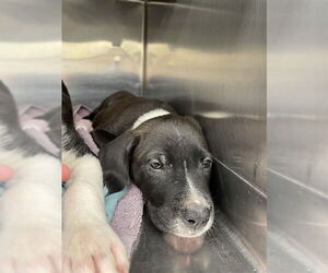 American Pit Bull Terrier-Unknown Mix Dogs for adoption in Waco, TX, USA