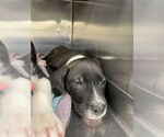 Small American Pit Bull Terrier Mix