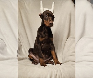 Doberman Pinscher Puppy for sale in GEORGETOWN, DE, USA