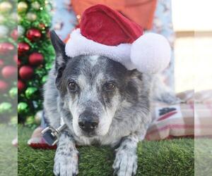 Mutt Dogs for adoption in San Antonio, TX, USA