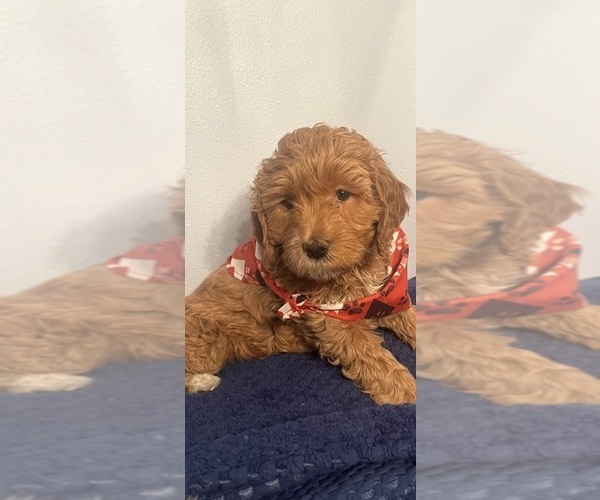 Medium Photo #4 Goldendoodle (Miniature) Puppy For Sale in LOVES PARK, IL, USA