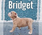 Small #12 Olde English Bulldogge