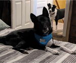 Small #11 Border Collie Mix