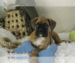 Small #6 Boxer
