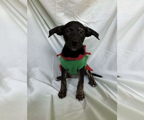 Medium Photo #4 Labrador Retriever-Unknown Mix Puppy For Sale in NYC, NY, USA