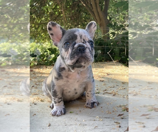 Medium Photo #23 French Bulldog Puppy For Sale in CITY INDUSTRY, CA, USA