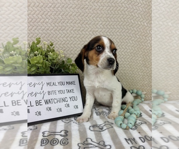 Medium Photo #5 Beagle Puppy For Sale in INDIANAPOLIS, IN, USA