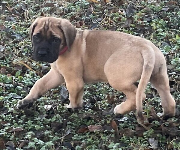 Medium Photo #22 Mastiff Puppy For Sale in BIXBY, OK, USA