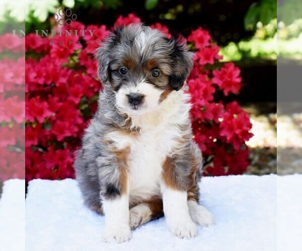 Medium Photo #4 Aussiedoodle Miniature  Puppy For Sale in SUNBURY, PA, USA