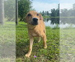 Small #2 Labrador Retriever Mix