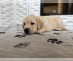 Small #16 Labrador Retriever