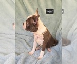 Small #2 Boston Terrier