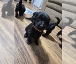 Small #8 Goldendoodle