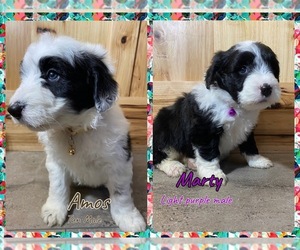 Aussie-Poo Puppy for sale in FREMONT, MI, USA