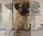 Small #5 Mastiff Mix
