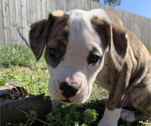 Medium Photo #3 American Bully-Boxer Mix Puppy For Sale in PORTSMOUTH, VA, USA
