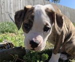 Small #2 American Bully-Boxer Mix