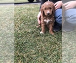 Small Photo #6 Goldendoodle-Poodle (Miniature) Mix Puppy For Sale in HUNTLY, VA, USA