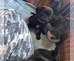 Small Photo #29 Frenchie Pug Puppy For Sale in BLOOMINGTON, IL, USA