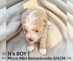 Image preview for Ad Listing. Nickname: Litter of 3