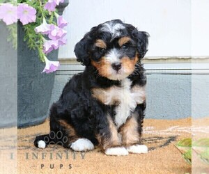 Bernedoodle (Miniature) Puppy for sale in LITITZ, PA, USA