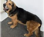 Small #3 Mutt