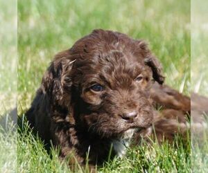 Poodle (Standard)-Springerdoodle Mix Puppy for sale in SAINT IGNATIUS, MT, USA