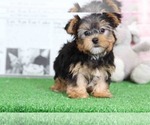 Small Photo #2 Yorkshire Terrier Puppy For Sale in BEL AIR, MD, USA