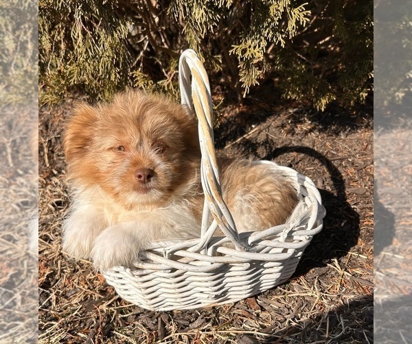 Medium Photo #2 Shiranian Puppy For Sale in MIDDLEBURY, IN, USA