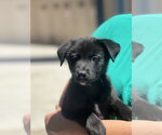 Small #1 Labrador Retriever Mix