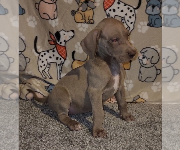 Medium Photo #3 Great Dane Puppy For Sale in DENHAM SPRINGS, LA, USA