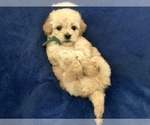 Small Photo #27 Poodle (Toy) Puppy For Sale in SAFFORD, AZ, USA