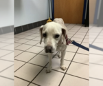 Small #1 Beagle