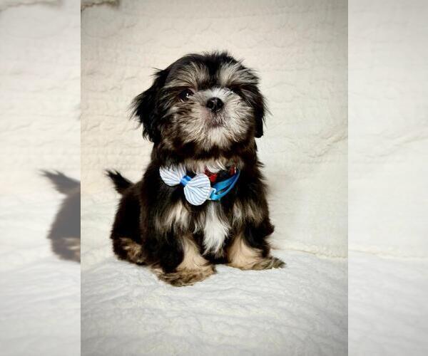 Medium Photo #1 Shih Tzu Puppy For Sale in ANTELOPE, CA, USA