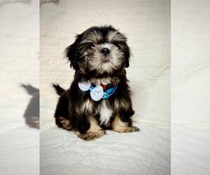 Shih Tzu Puppy for sale in ANTELOPE, CA, USA