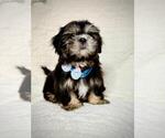 Small Shih Tzu