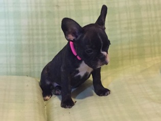 French Bulldog Puppy for sale in CARTHAGE, MO, USA