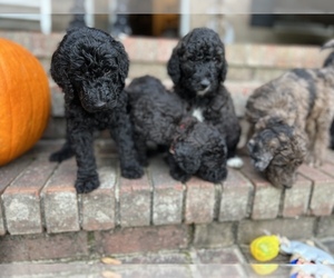 Poodle (Standard) Puppy for sale in FAYETTEVILLE, NC, USA