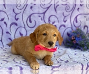 Double Doodle Puppy for sale in LANCASTER, PA, USA