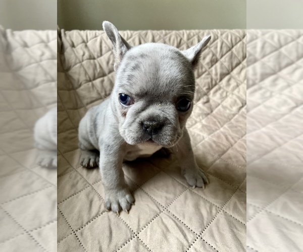 Medium Photo #7 French Bulldog Puppy For Sale in TRAVELERS REST, SC, USA