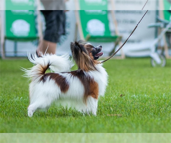 Medium Photo #1 Papillon Puppy For Sale in MINNEAPOLIS, MN, USA