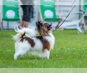 Father of the Papillon puppies born on 03/02/2025