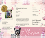 Small Photo #17 French Bulldog Puppy For Sale in ATHENS, GA, USA
