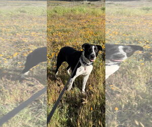 Lola - Female Australian Shepherd-Maremma Sheepdog Mix Dog for Adoption - Photo #10