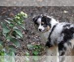 Small #19 Australian Shepherd