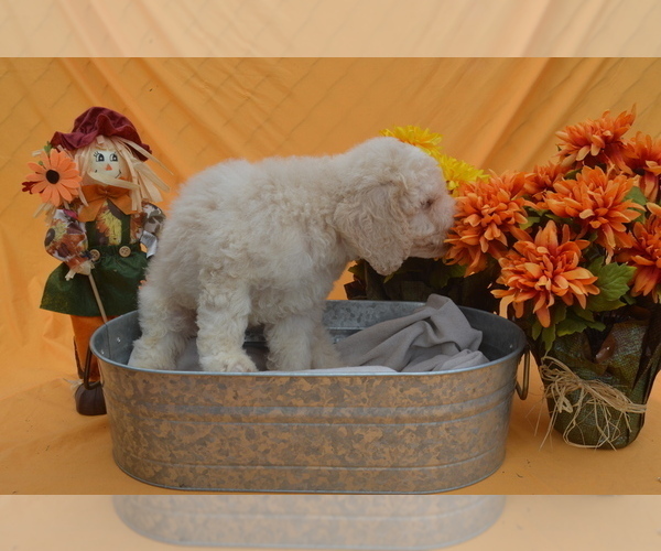 Medium Photo #1 Poodle (Standard) Puppy For Sale in COVINGTON, GA, USA