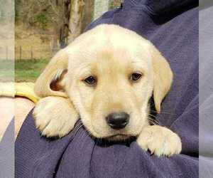 Labrador Retriever Puppy for sale in OLYMPIA, WA, USA